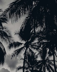 Alastair Strong Studio 111Skin