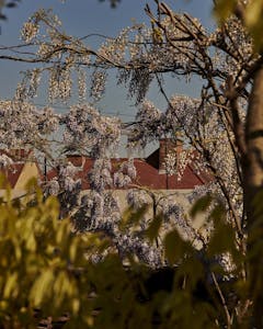 Alastair Strong Studio Blue Mountain School