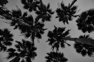 Alastair Strong Studio Maharishi Miami