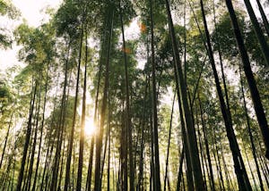 Alastair Strong Studio Maharishi