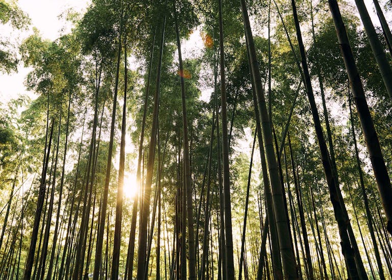 Alastair Strong Studio Maharishi